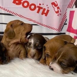 Dachshunds from Sykes Pups