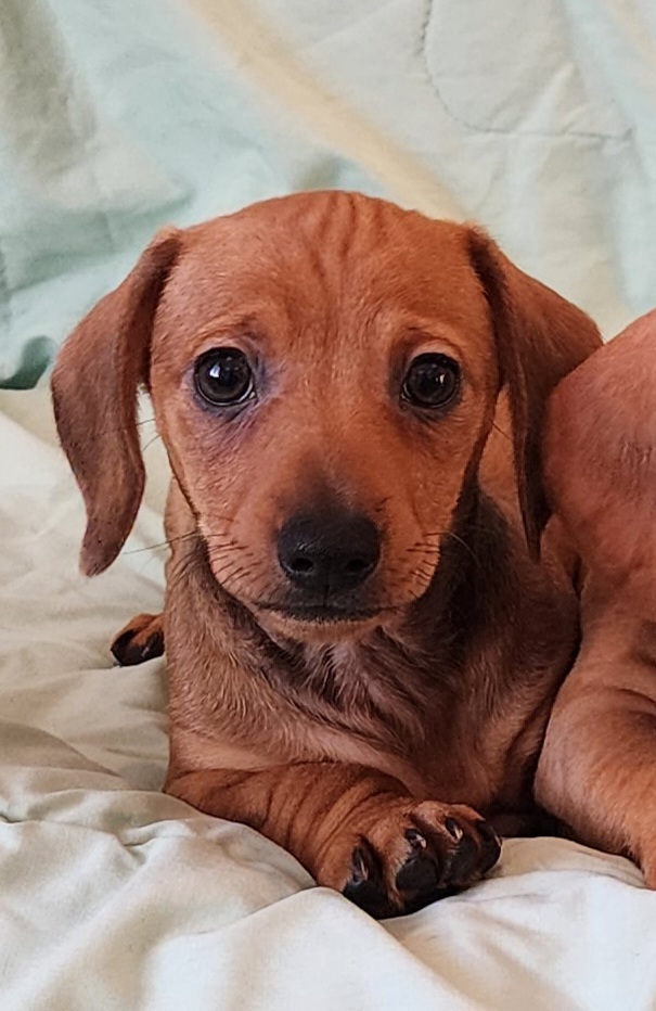 Buzz - Sable Dachshund puppy in Washington from Fritz Family Friends
