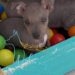 Kismet - Black tan and white female American Hairless Terrier puppy in Smith Center, Kansas from Wilsong Kennel