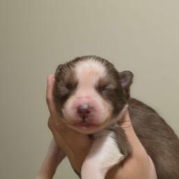 Maki - Red and white female Siberian Husky puppy in Buckeye, Arizona from Anime Huskies