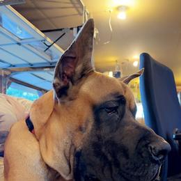 Neo - Great Dane