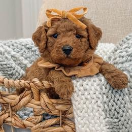 Whitney - Red  female Goldendoodle puppy in Iola, Texas from Supreme Doodles of Texas