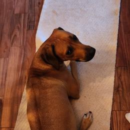 Rhodesian Ridgebacks from TuckerRidge Rhodesian Ridgebacks