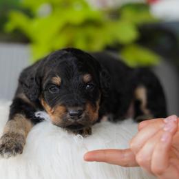 Molly - Black phantom female Aussiedoodle puppy in Spokane, Washington from Lilac City Doodles