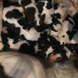 English Springer Spaniel Puppies from River’s Edge ~ English Springer Spaniels
