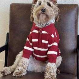 Rodeo - Australian Labradoodle