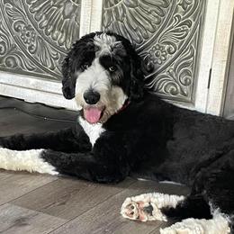 Journey - Sheepadoodle