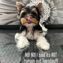 Biewer Terrier Puppies from Bouquet Biewers