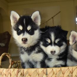 Pomskies from Spirit Pomskies