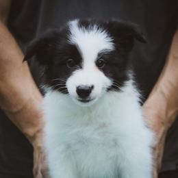 Checkers - Black female Border Collie puppy in Dallas, Texas from Effervescent Border Collies