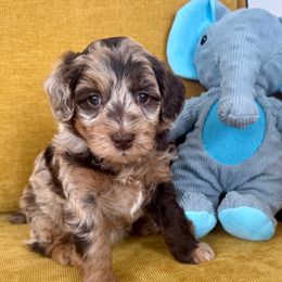 Marquees - Merle female Goldendoodle puppy in Brooklyn, New York from Doodle of NY