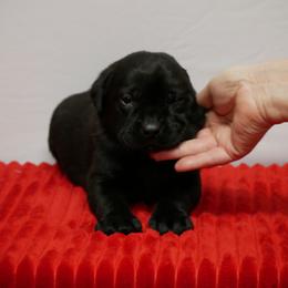 Emperor - Black male Labrador Retriever puppy in Buffalo Valley, Tennessee from Buffalo Valley Breeders