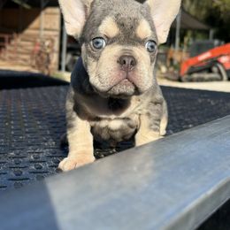 Baby's lilac boy - Blue male French Bulldog puppy in Brooksville, Florida from Post Farm Rottweilers & French Bulldogs