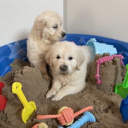 Puppy - Golden Retriever puppy in Linden, Michigan from High Society Farm