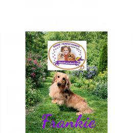Frankie - Dachshund