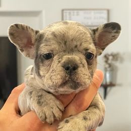 French Bulldogs from Impecable Kennals