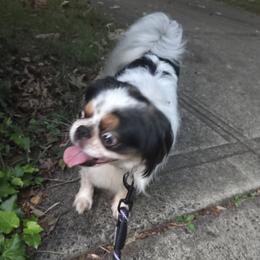Buster - Japanese Chin