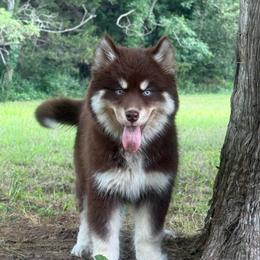 Rosalie - Red and white female Siberian Husky puppy in Tulsa, Oklahoma from EvergreenEliteKennel