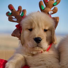 Goldendoodle and Golden Retriever Puppies from California Golden Love