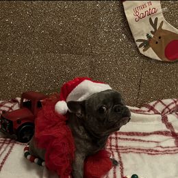 Tili - French Bulldog