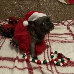 Tili - French Bulldog