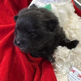 Blitzen - Black male Pomeranian puppy in Munford, Alabama from The Pom Patch