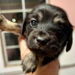 Love - Brindle female Dachshund puppy in Huntington, Arkansas from Rockstar.Weiners
