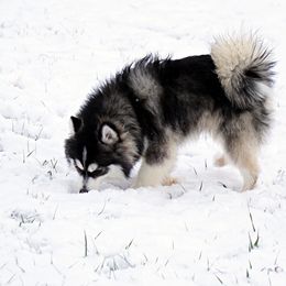 Pomskies, Shetland Sheepdogs, and Toy Shetland Sheepdogs from Mountain High Kennels