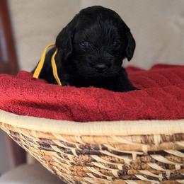 Elo - Black male Cockapoo puppy in Alexandria, Alabama from Bright and Beautiful Cockapoos and Doodles