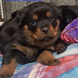 Boy 1 - Black and mahogany male Rottweiler puppy in De Witt, Iowa from Irish Eyes Kennels
