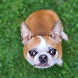 Tansy - Boston Terrier