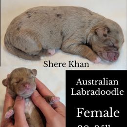 Shere Khan - Merle female Australian Labradoodle puppy in Roseburg, Oregon from Lookingglass Doodles