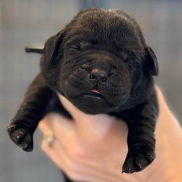 Jadis - Black female Labrador Retriever puppy in Owosso, Michigan from Bennington Retrievers