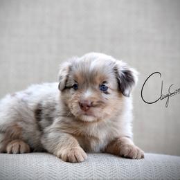 Eeny - Red merle female Miniature Australian Shepherd puppy in Prague, Oklahoma from Clay Creek Aussies