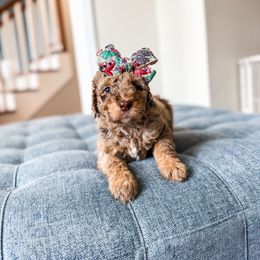 Tory - Merle Goldendoodle puppy in Soddy Daisy, Tennessee from The W Doods