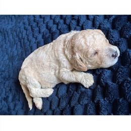 G2- lt Green - Cream female Goldendoodle puppy in Ankeny, Iowa from Iowadoodles2love