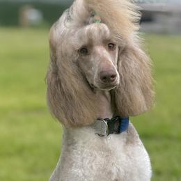 Poodle puppies from Dreamland Standard Poodles