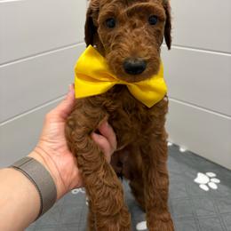 Yellow male - Red  male Poodle puppy in San Benito, Texas from Irene's Poodles