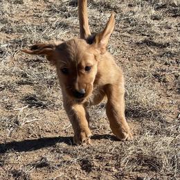 Bella - Golden female Golden Retriever puppy in Wellington, Colorado from High Country Golden Retrievers
