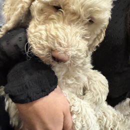 Goldendoodle Puppies from Arizona Doodles