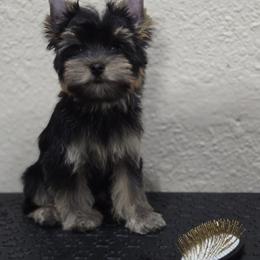 Girl 1 - Black and tan female Yorkshire Terrier puppy in Kissimmee, Florida from Twilights Yorkies FL