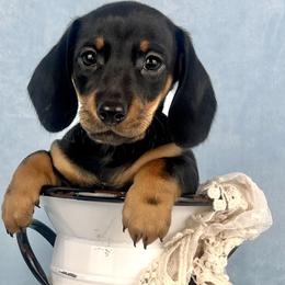 Espresso AKC - Black and tan female Dachshund puppy in Hendersonville, North Carolina from Snarky Doxy Miniature Dachshunds