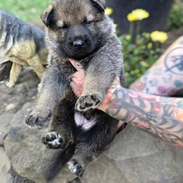 Boy 2 - male German Shepherd puppy in Vancouver, Washington from Vom Cosabar