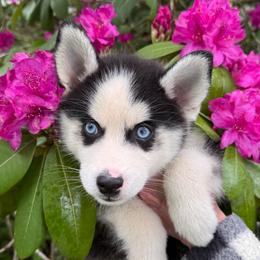 Luigi - Black and white male Pomsky puppy in Venus, Pennsylvania from Hemlock Pines Pomsky