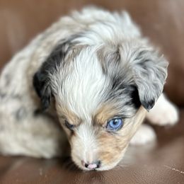 Paul - Blue merle male Toy Australian Shepherd puppy in Lame Deer, Montana from Bar M Toy Aussies