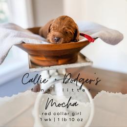 Mocha - Red  female Goldendoodle puppy in Tacoma, Washington from Peninsula Doodles