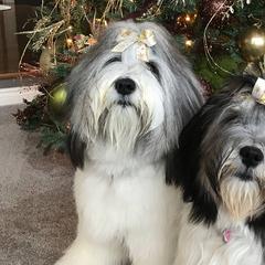 Polish Lowland Sheepdogs from Ponavie PONs
