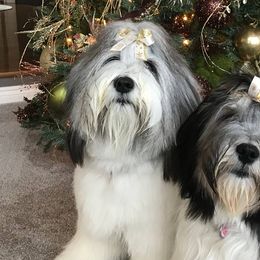 Polish Lowland Sheepdogs from Ponavie PONs