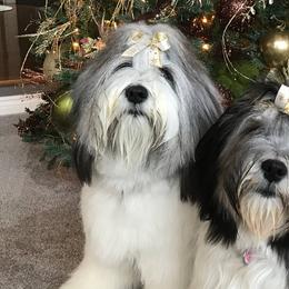 Polish Lowland Sheepdogs from Ponavie PONs