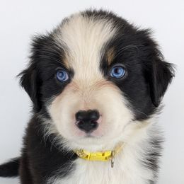 Minka - Black tri-color female Australian Shepherd puppy in Garland, Maine from MilkyWay Aussies with Tails